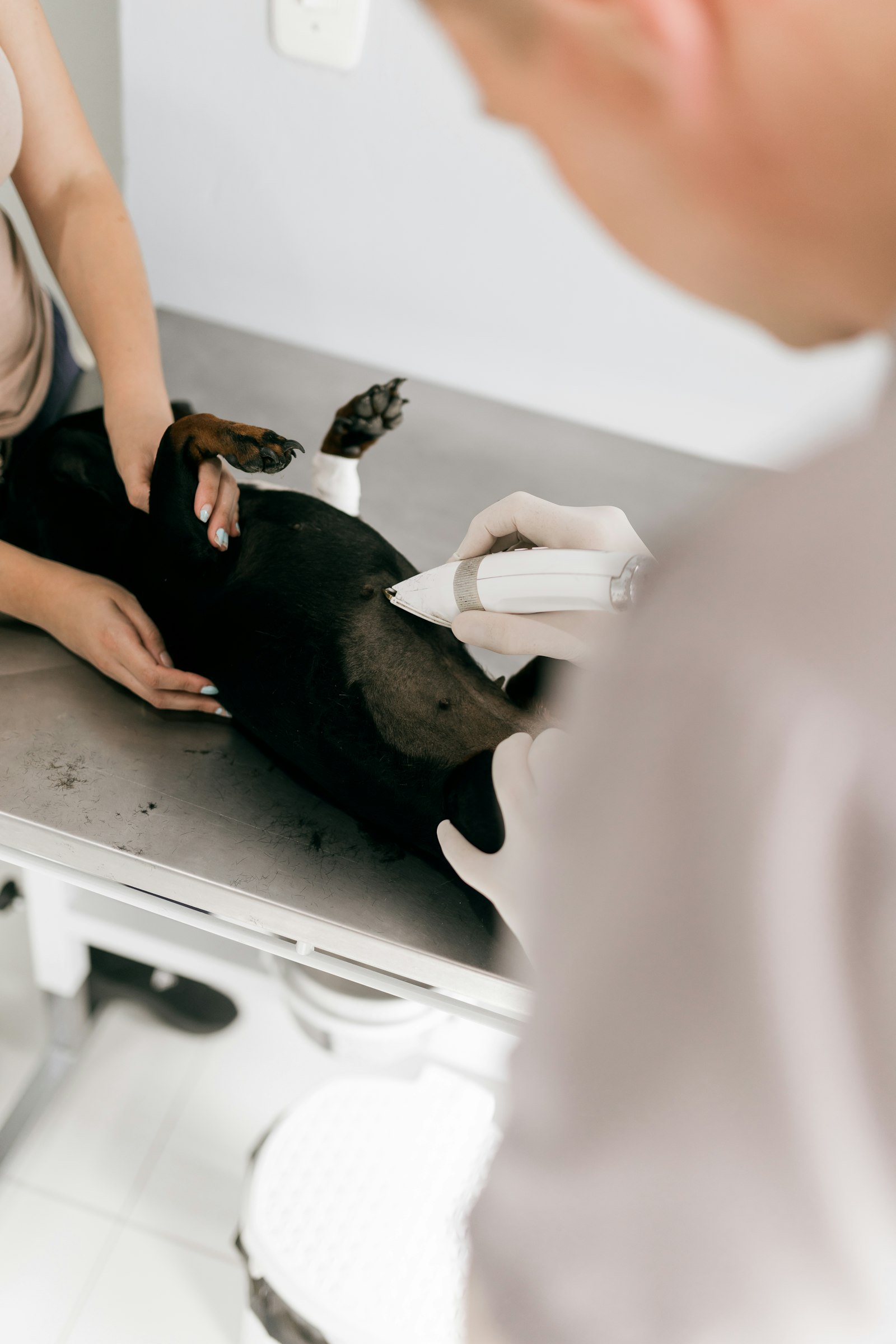 Cane sul tavolo visita in una clinica veterinaria moderna