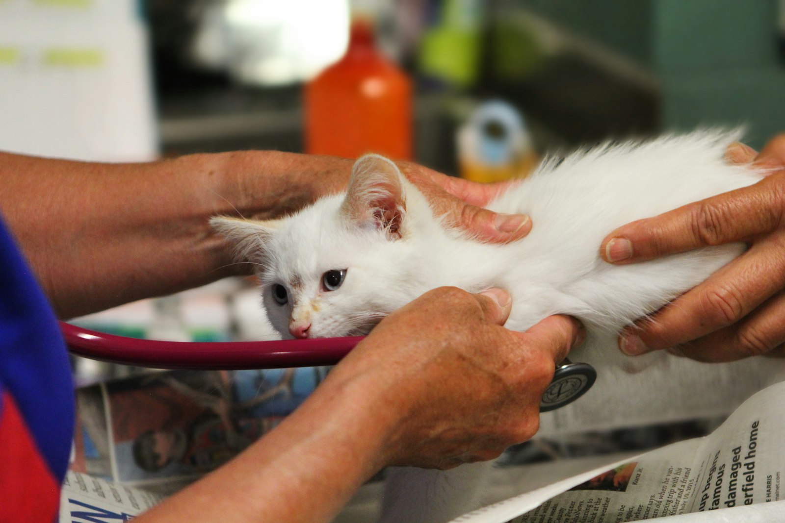 Gattino visitato con lo stetoscopio in clinica veterinaria